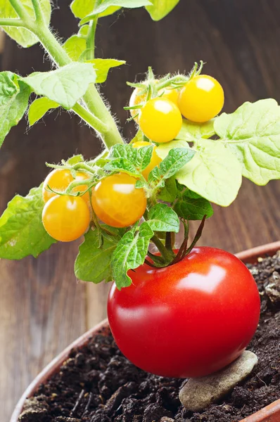 Tomate rouge et tomates cerises jaunes — Photo