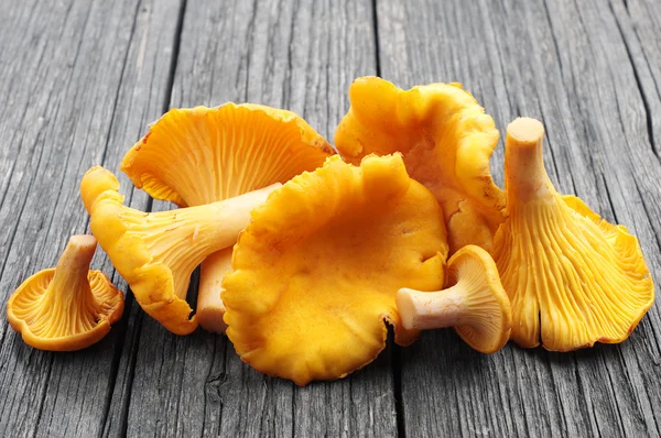 Champiñones chanterelles — Foto de Stock