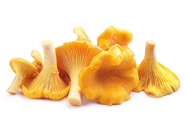 Chanterelles mantarları — Stok fotoğraf