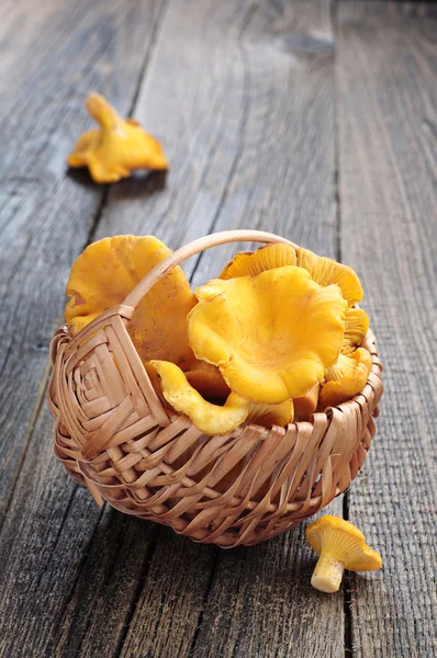 Champiñones chanterelles — Foto de Stock