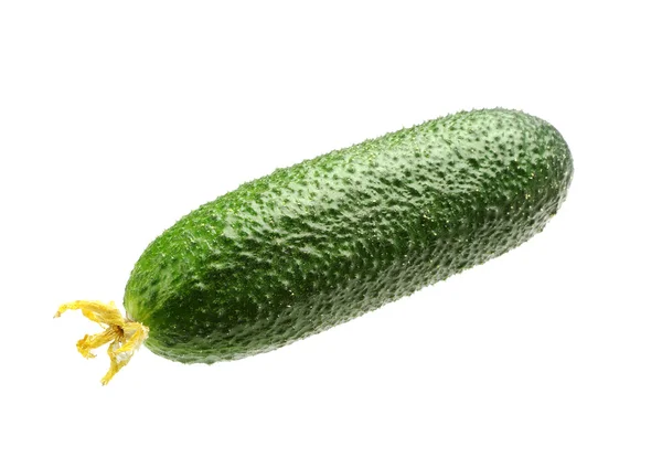 Cucumber Stock Picture