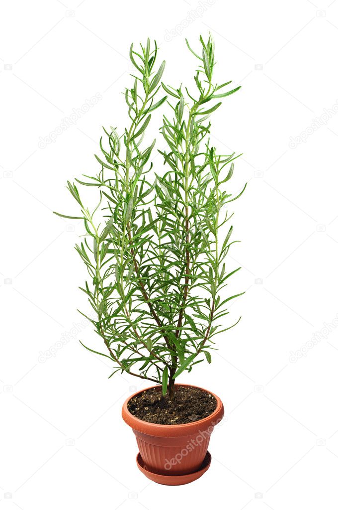 Rosemary plant in pot — Stock Photo © Sasajo 34038089