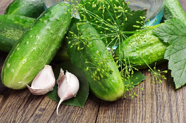 Fresh cucumbers for pickling — Stock Photo, Image