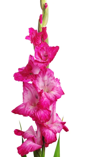 Gladiolus Stock Image