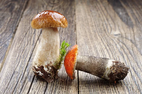 Лісових грибів — стокове фото