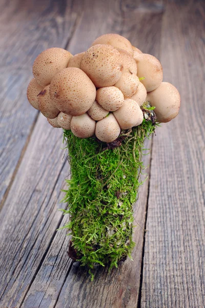Плащі гриби — стокове фото