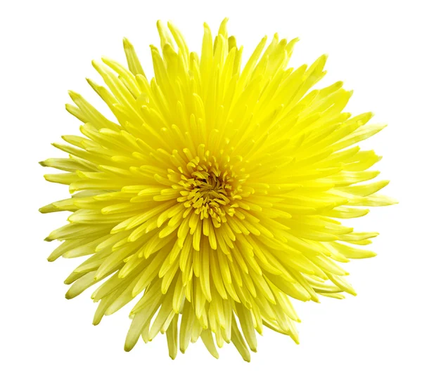 Chrysanthème gros plan — Photo