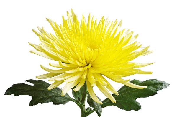 Closeup žlutá chryzantéma — Stockfoto