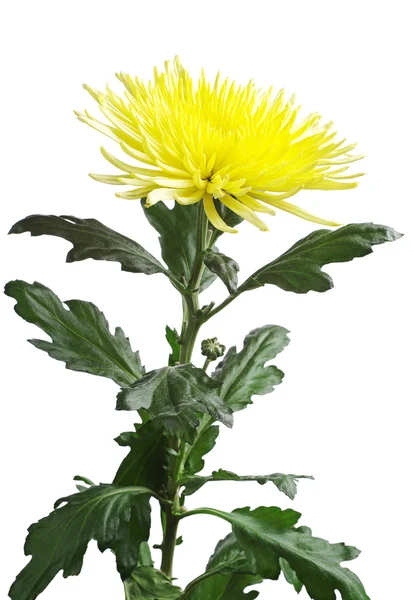 Gula krysantemum — Stockfoto