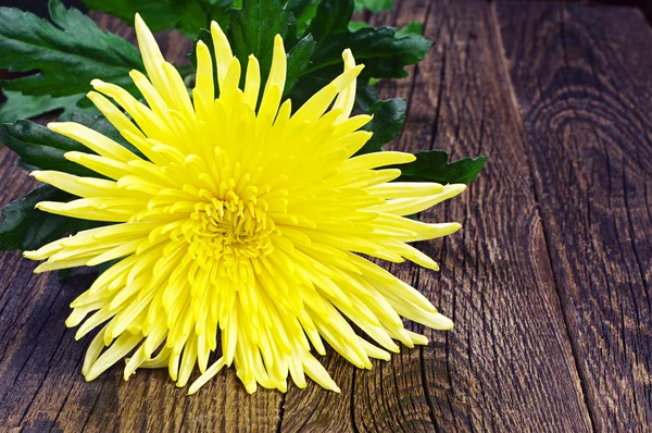 Crisantemo amarillo — Foto de Stock