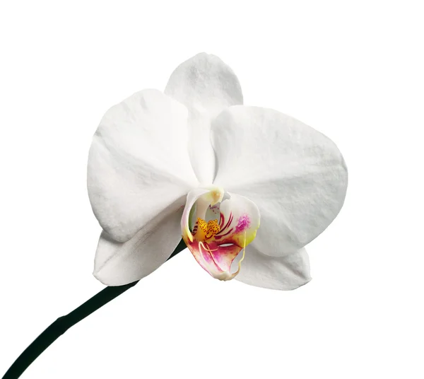 Blomma orkidé — Stockfoto