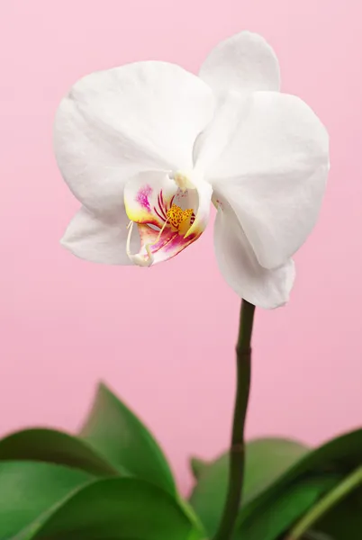 Blume Orchidee — Stockfoto