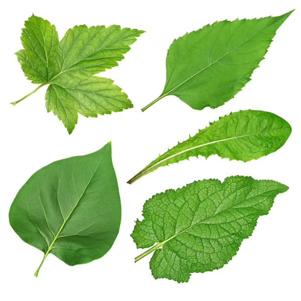 Set of green leaves — Stock Photo, Image