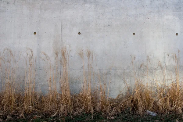 Gras en witte muur — Stockfoto