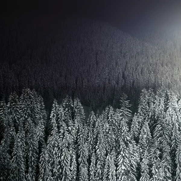 Mooie winter bos bij nacht — Stockfoto