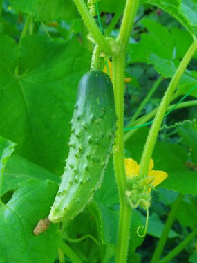 dikenli olgun salatalık.