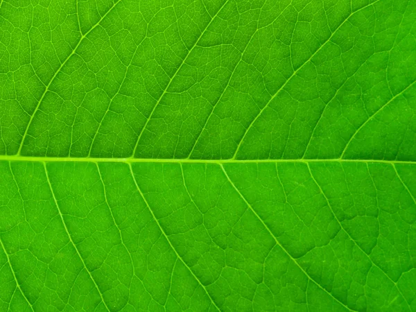 Leaf. — Stock Photo, Image