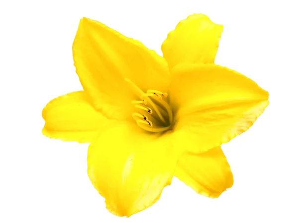 Flor de lirio amarillo . — Foto de Stock