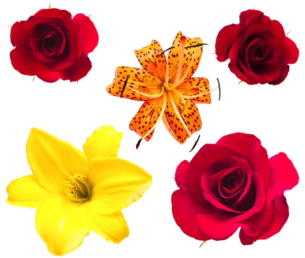 Eine Blume aus Rosen und Lilie. — Stockfoto