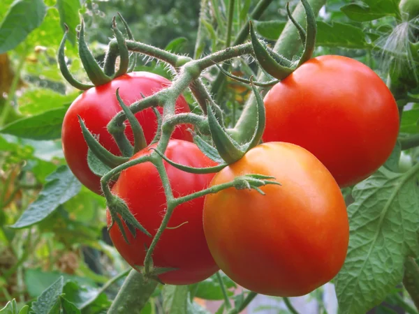 Maturazione pomodori biologici . — Foto Stock