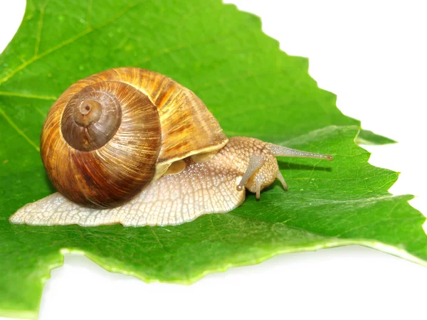 Helix pomatia, on grape leaves. — Stock Photo, Image