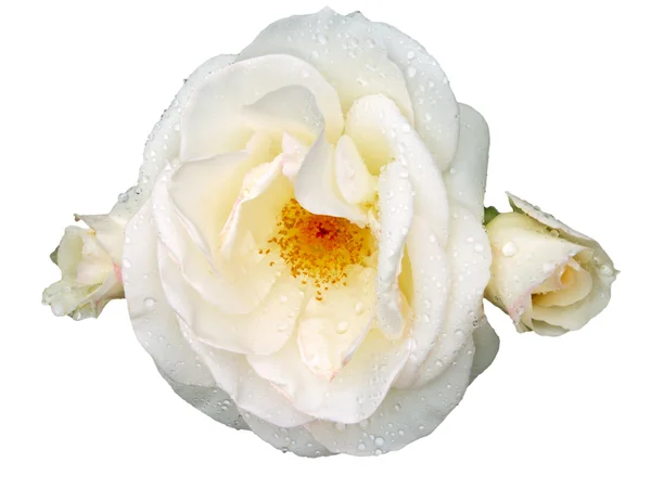 Rosa alba, Rosaceae. Rosa Bianca con boccioli su sfondo bianco . — Foto Stock