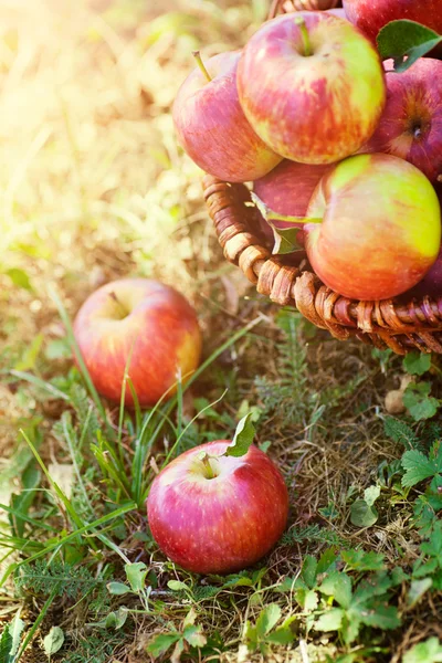 Ekologiska äpplen i sommar gräs — Stockfoto