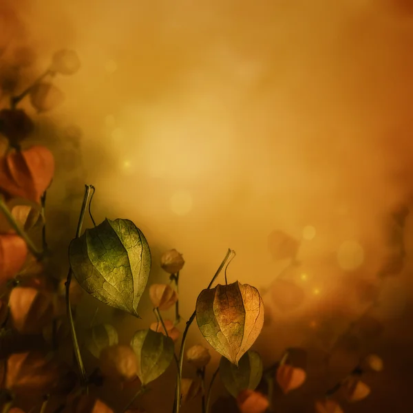 Fondo autunnale con fiori di lanterna . — Foto Stock