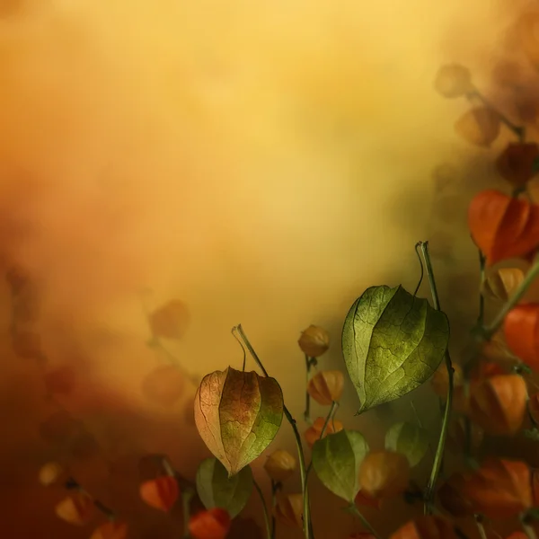 Fondo autunnale con fiori di lanterna . — Foto Stock