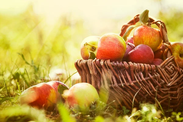 Organic apples in summer grass — Stock Photo, Image