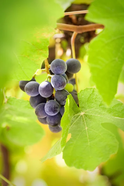 Freshly harvested grapes — Stock Photo, Image