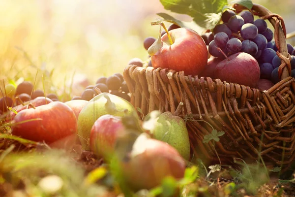 Organiczny owoc latem trawie — Zdjęcie stockowe