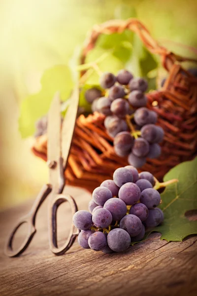 Frisch geerntete Trauben — Stockfoto