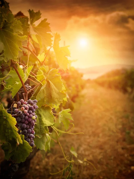 Виноградник осіннього врожаю — стокове фото