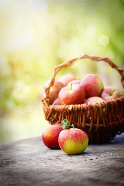 Freshly harvested grapes — Stock Photo, Image