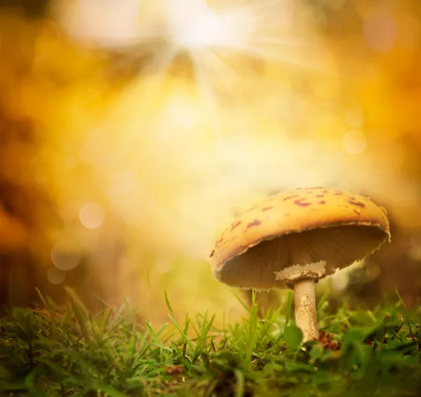 Herfst bos paddestoel — Stockfoto