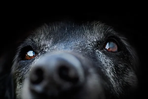 Animal - câine bătrân — Fotografie, imagine de stoc