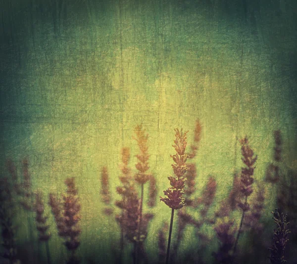 Flores de lavanda — Foto de Stock