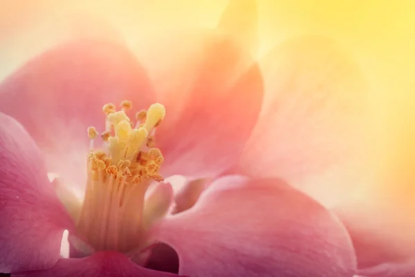 Růžový květ makro — Stock fotografie
