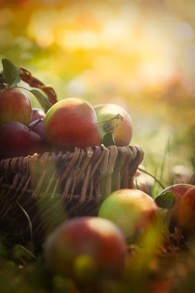 Manzanas ecológicas en hierba de verano —  Fotos de Stock