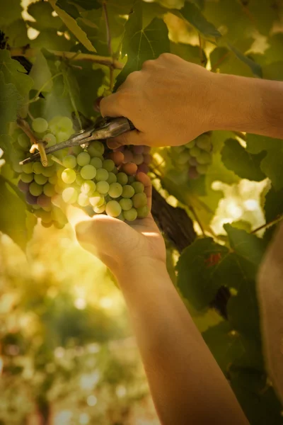 Cosecha de uvas —  Fotos de Stock