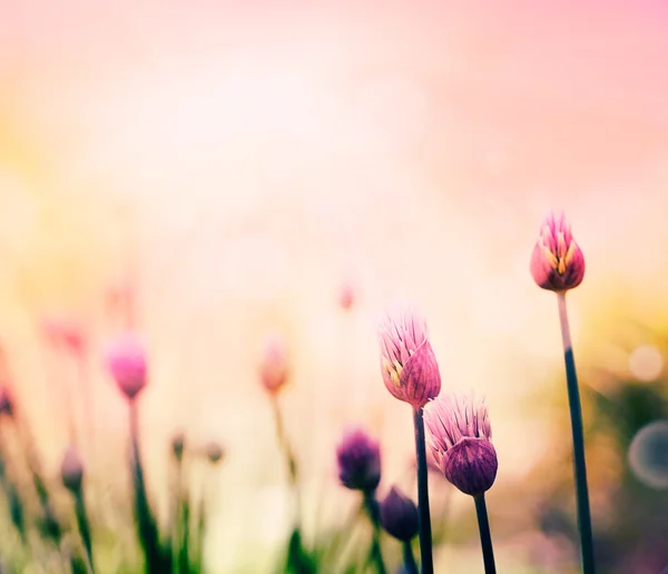 アサツキの花 — ストック写真