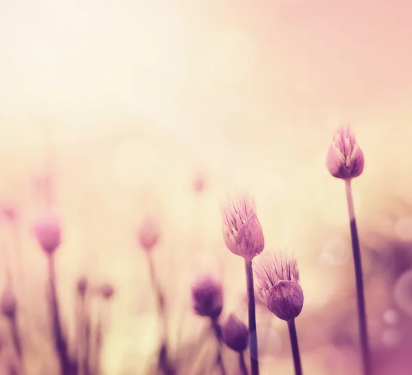 Ciboulette fleurs — Photo