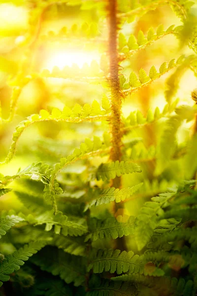 シダ植物 — ストック写真