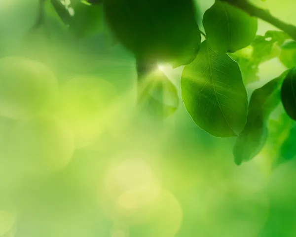 春のアップルの葉の背景 — ストック写真