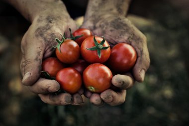 Tomato harvest clipart