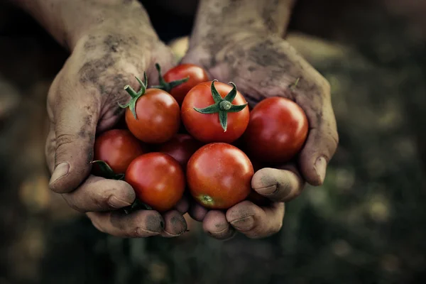 Colheita de tomate — Fotografia de Stock