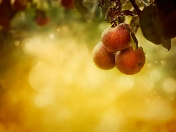 Äpplen bakgrund — Stockfoto
