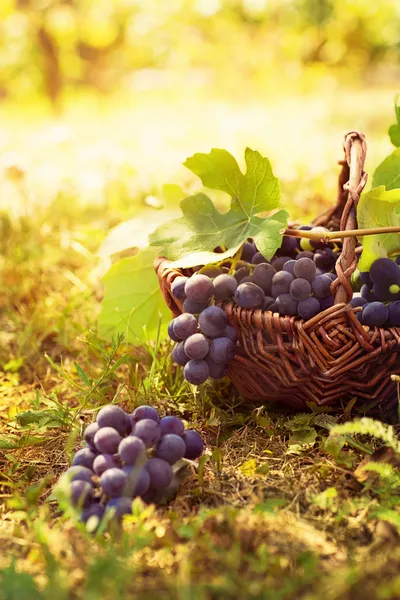 Colheita de uvas — Fotografia de Stock