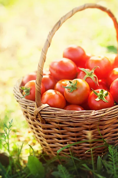 Nyskördade tomater — Stockfoto